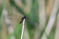 DSC1340-001
