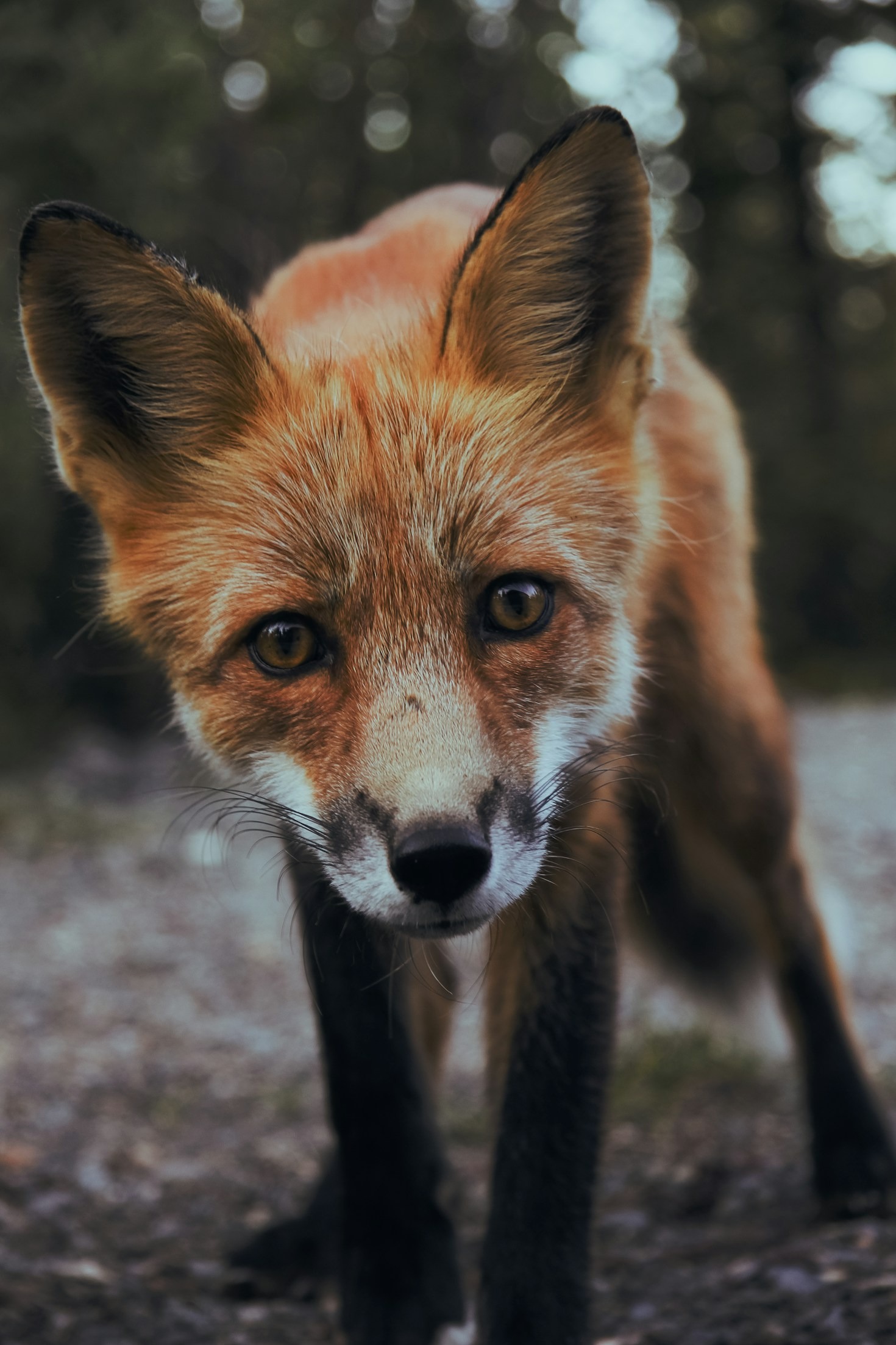 Mijn mooiste wandelingen door het bos